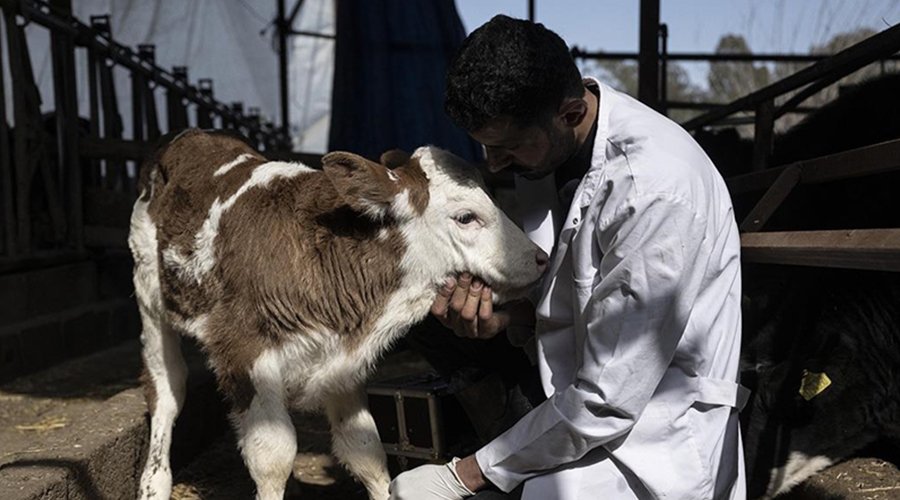 Hayvancılık Sektörünün Gündemi 'Şap' Hastalığı