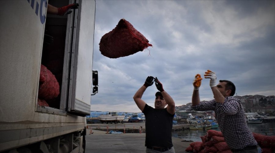 Türkiye'nin Deniz Salyangozu İhracatı 20,5 Milyon Doları Aştı